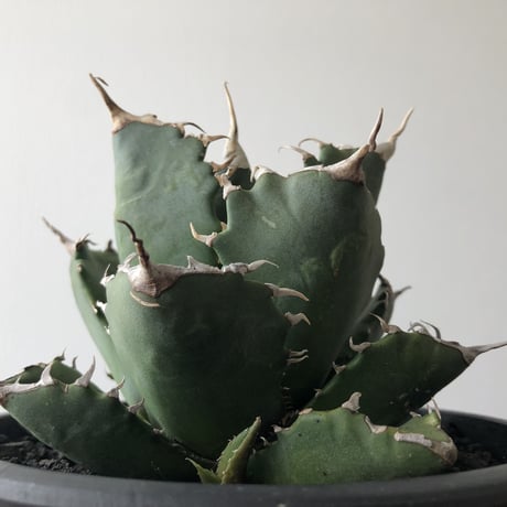 Agave  titanota FO-076