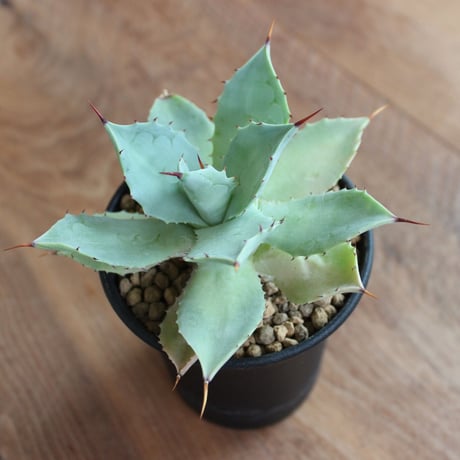 Agave Potatorum