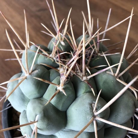 Thelocactus hexaedrophorus
