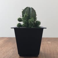 Euphorbia Horrida × Valida
