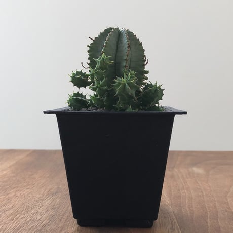 Euphorbia Horrida × Valida