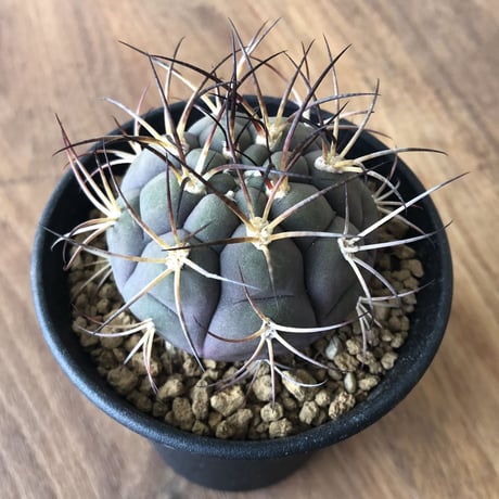 gymnocalycium pflanzii var.albipulpa