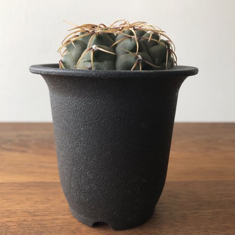 Gymnocalycium vatteri