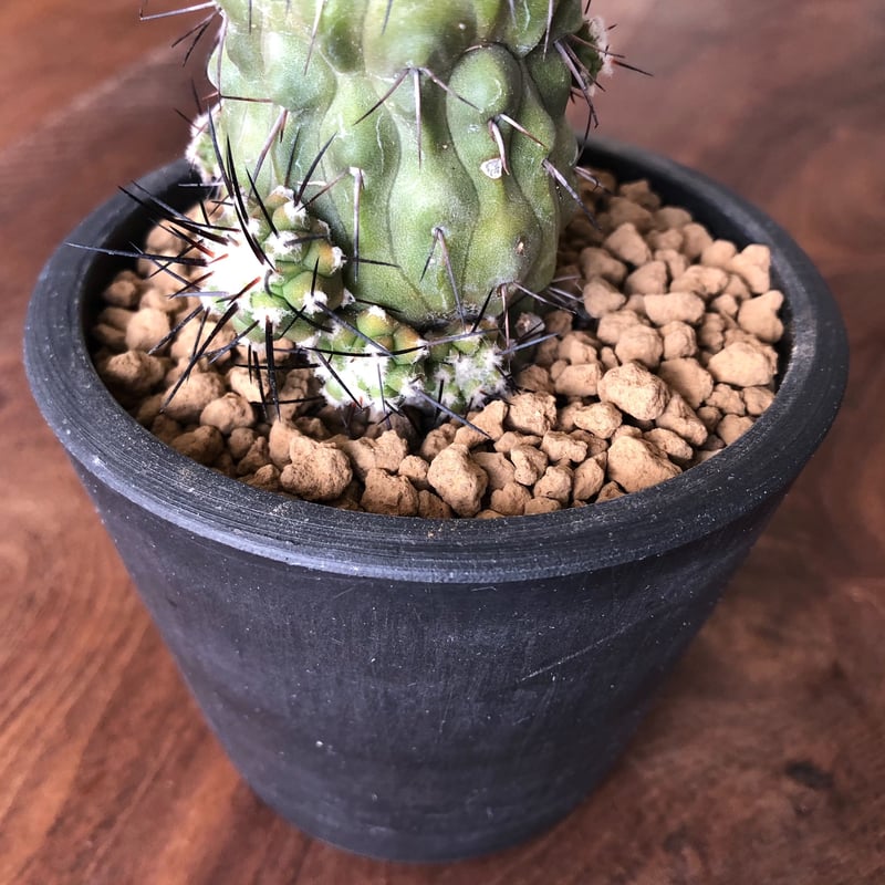 Copiapoa dealbata | EL Damian