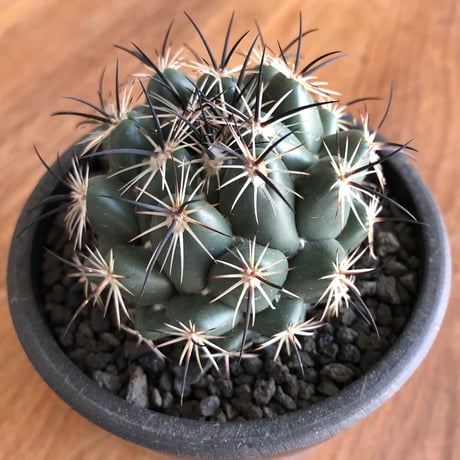 Coryphantha   cornifera