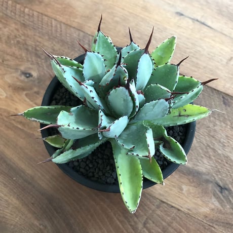 Agave Potatorum Cubic