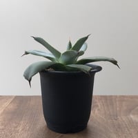 Agave Parryi