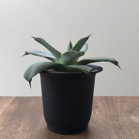 Agave Parryi