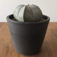 Astrophytum myriostigma