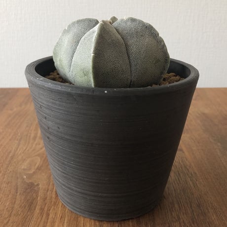 Astrophytum myriostigma