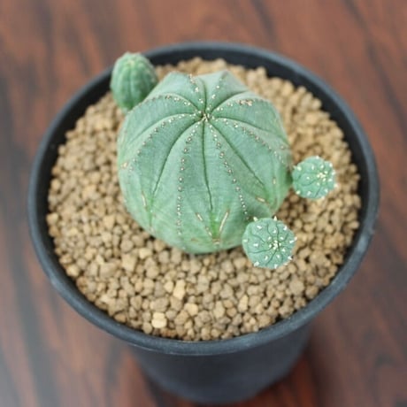 Euphorbia Obesa