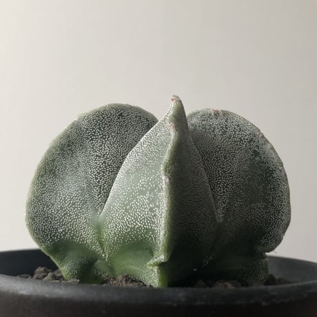 Astrophytum myriostigma