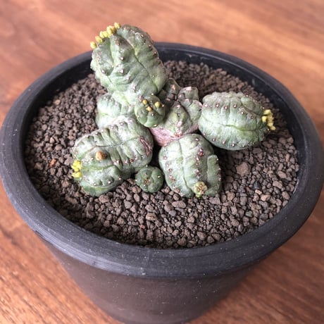 Euphorbia pseudoglobosa