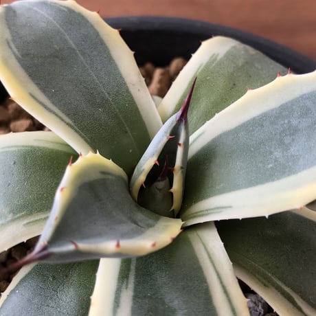 Agave applanata   cream spike
