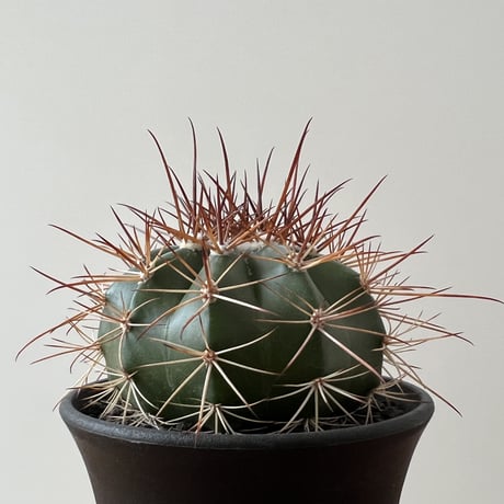 Melocactus