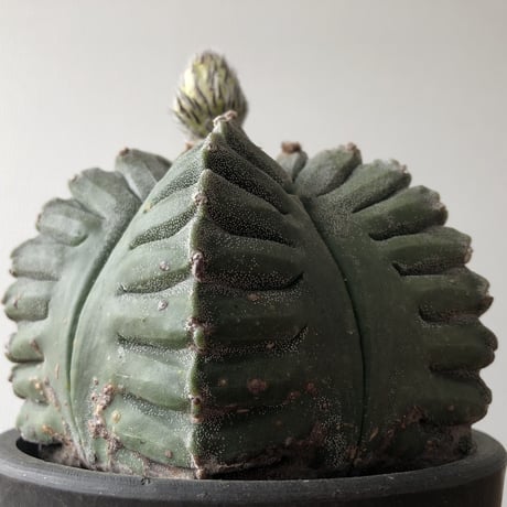 Astrophytum myriostigma