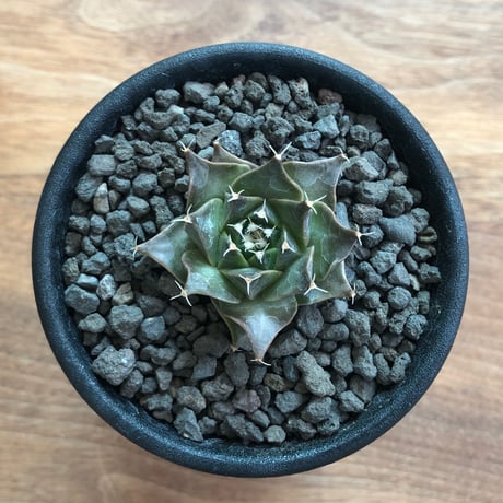 Obregonia Denegrii