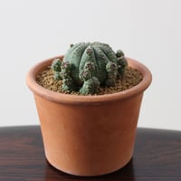 Euphorbia Symmetrica