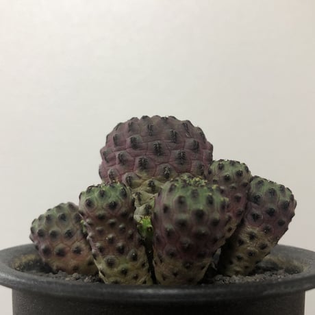 Sulcorebutia rauschii
