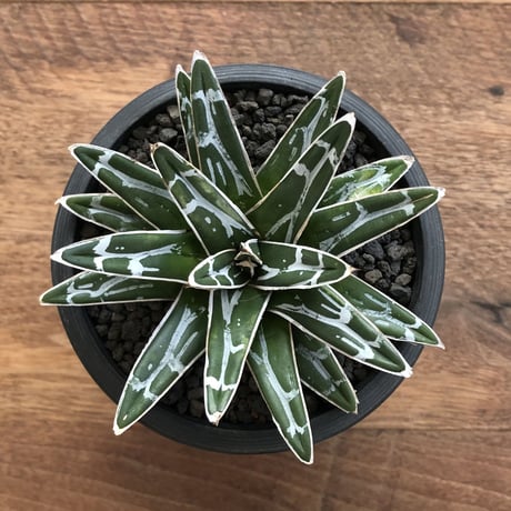 Agave Victoriae Reginae