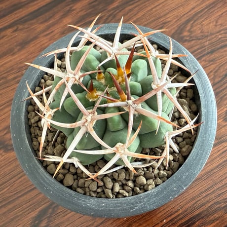 Gymnocalycium Ferosior