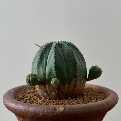 Euphorbia obesa