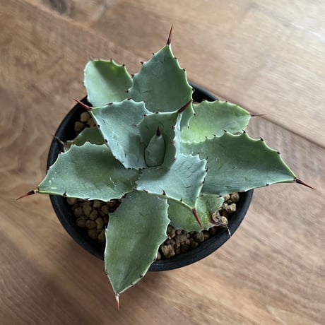 Agave Isthmensis