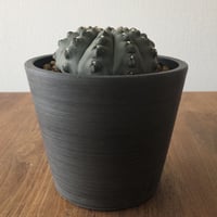 Gymnocalycium asterium