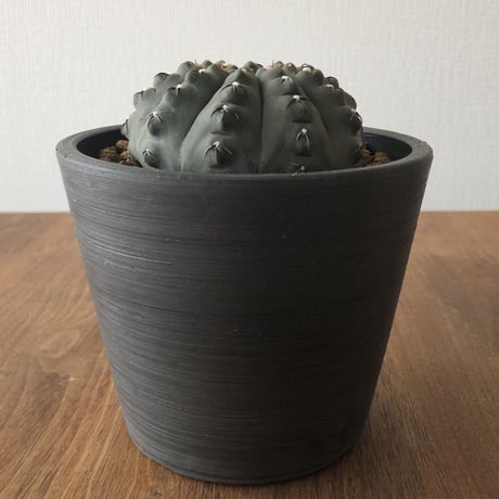 Gymnocalycium asterium