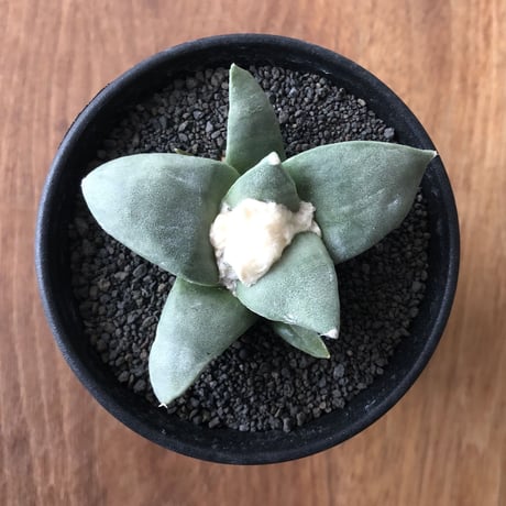 Ariocarpus furfuraceus