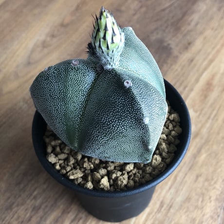 Astrophytum myriostigma