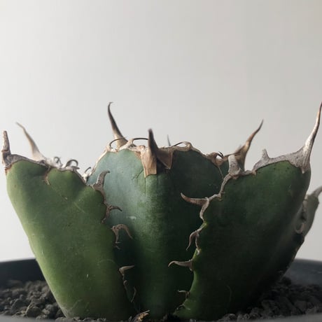 Agave titanota 白鯨