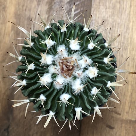 Echinofossulocactus Zacatecasensis