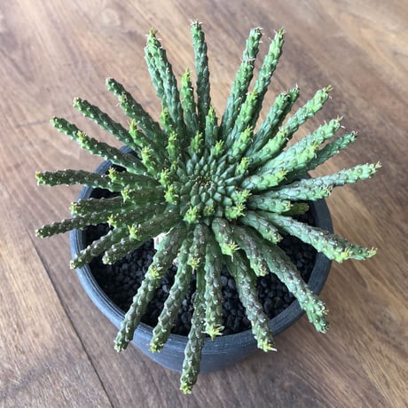 Euphorbia flanaganii