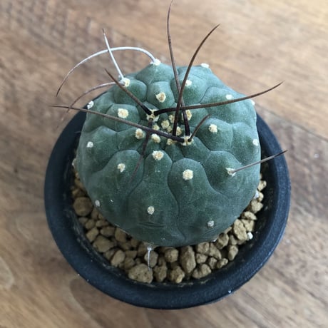 Matucana madisoniorum