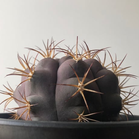 Gymnocalycium pflanzii v. albipurpa