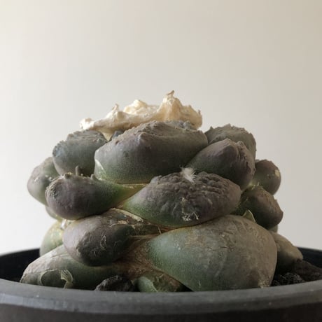 Ariocarpus fissuratus v.lloydii