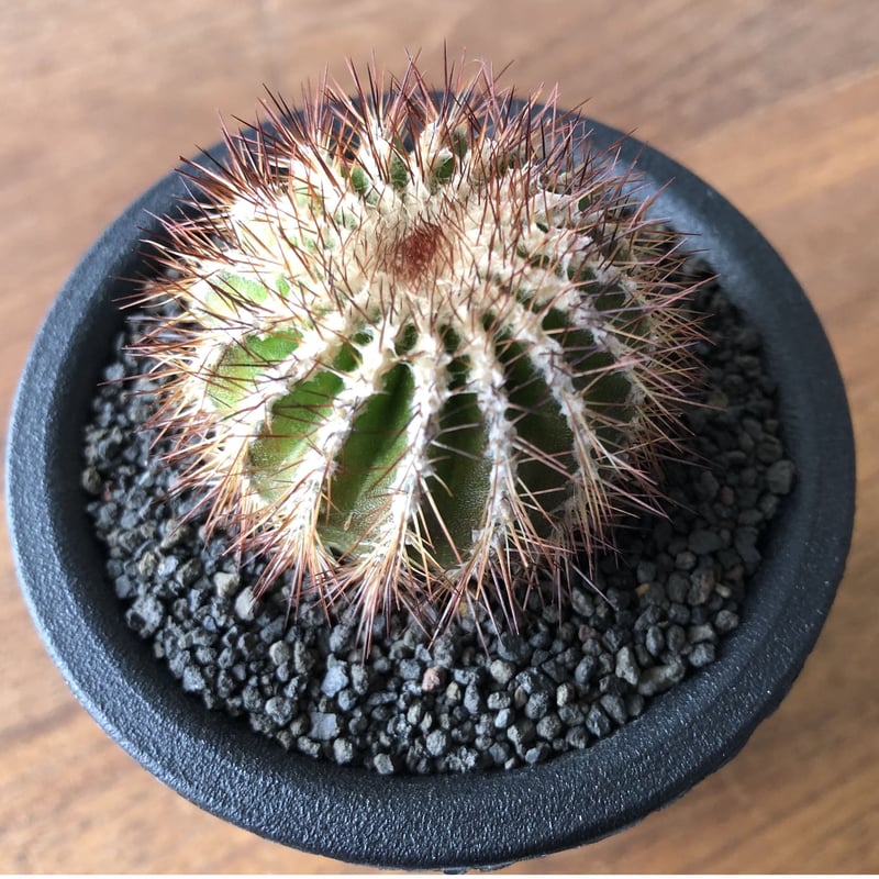 Uebelmannia pectinifera var. pseudopectinifera Uebelmannia pectinifera var. pseudopectinifera