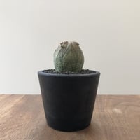 Euphorbia Symmetrica