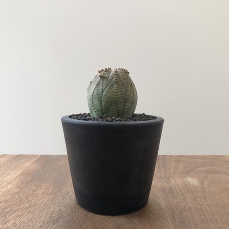 Euphorbia Symmetrica