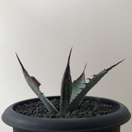 Agave Kutsugen no Maiougi