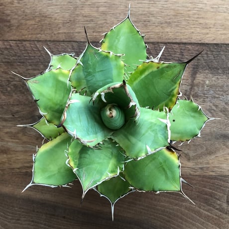 Agave Titanota