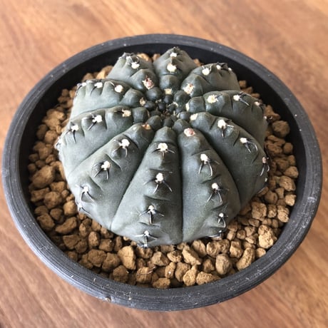 Gymnocalycium asterium