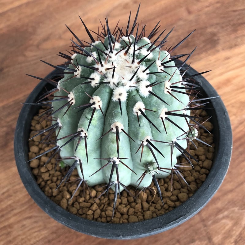 黑王丸Copiapoa cinerea強棘 Copiapoa cinerea【コピアポア・黒王丸・実生】 | RIMO'S GREEN