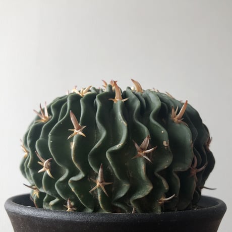 Echinofossulocactus multicostutus var. elegans