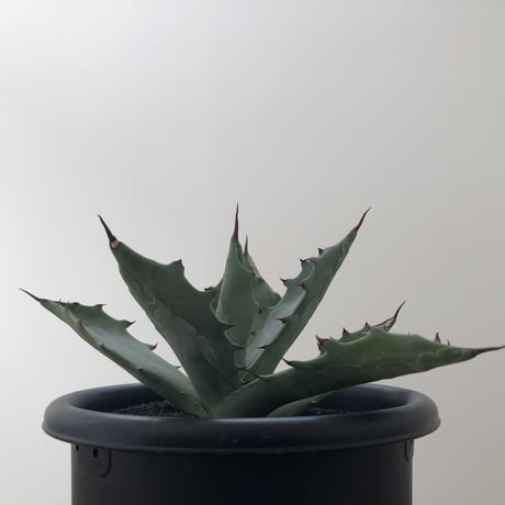 Agave Colorata