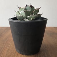 Agave  titanota  black& blue