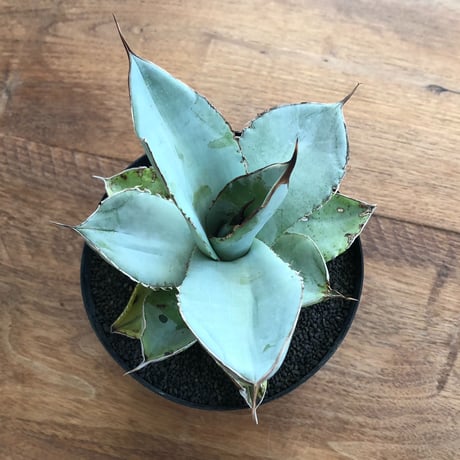 Agave White Ice