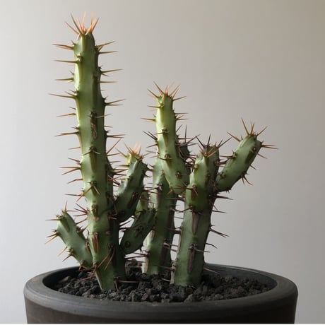 Euphorbia aeruginosa