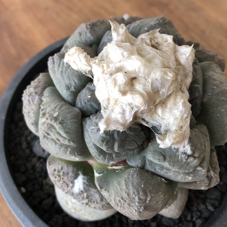 Ariocarpus fissuratus v.lloydii